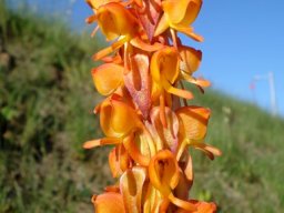 Satyrium coriifolium flower fortune